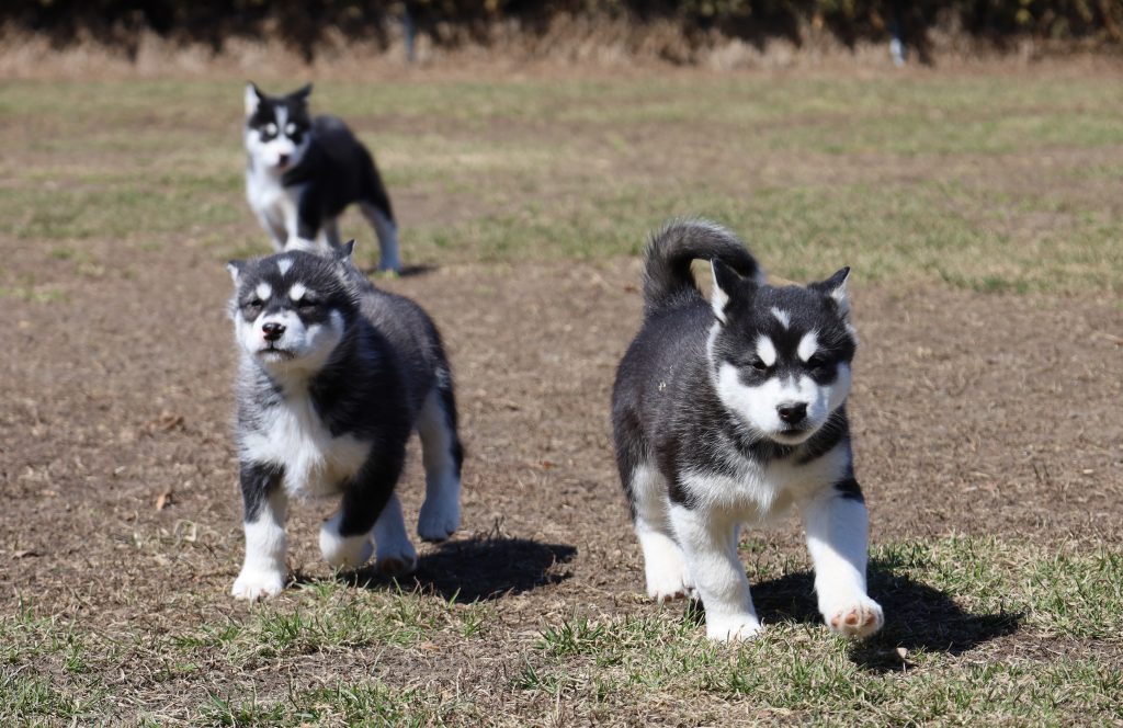 Kids and Dogs: Tantrums with Teeth!